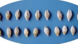 甘飼麥1號(hào)